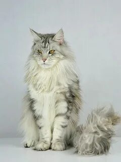 Сибирский кун
