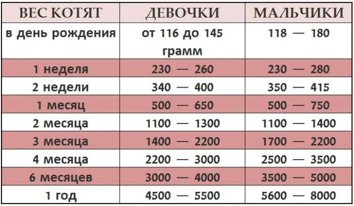 Масса 6 недель. Сколько должен весить котенок в 4 месяца. Сколько должен весить кот в 8 месяцев. Сколько должен весить котенок в 3 месяца. Вес котенка по месяцам таблица.