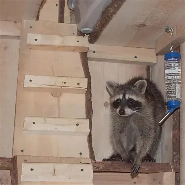 Автомойка енот. Енот автомойка спб. Санкт-петербург, екатерининский проспект, 1. Автомойка петрозаводск. Автомойка енот прокопьевск.