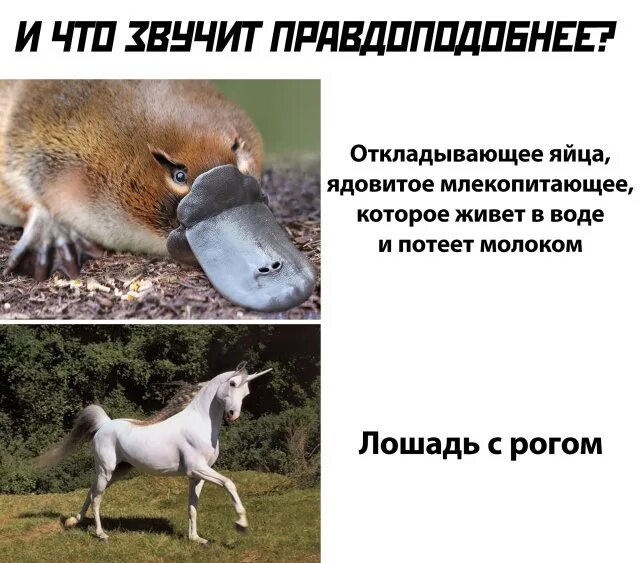 Утконос яйцекладущее. Утконосы потеют молоком правда ли. Утконос. Утконос в австралии. Утконос потеет.