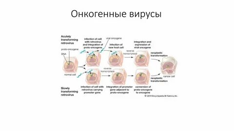Онкогенные вирусы