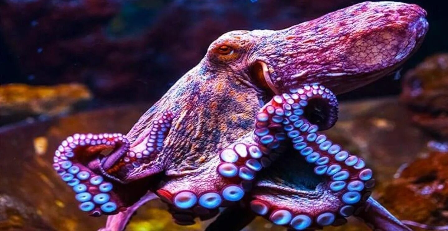 Осьминог Octopus vulgaris. Карликовый осьминог. Осьминог Джильберта. Тихоокеанский полосатый осьминог.