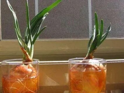 Проросший лук в стакане с водой фото