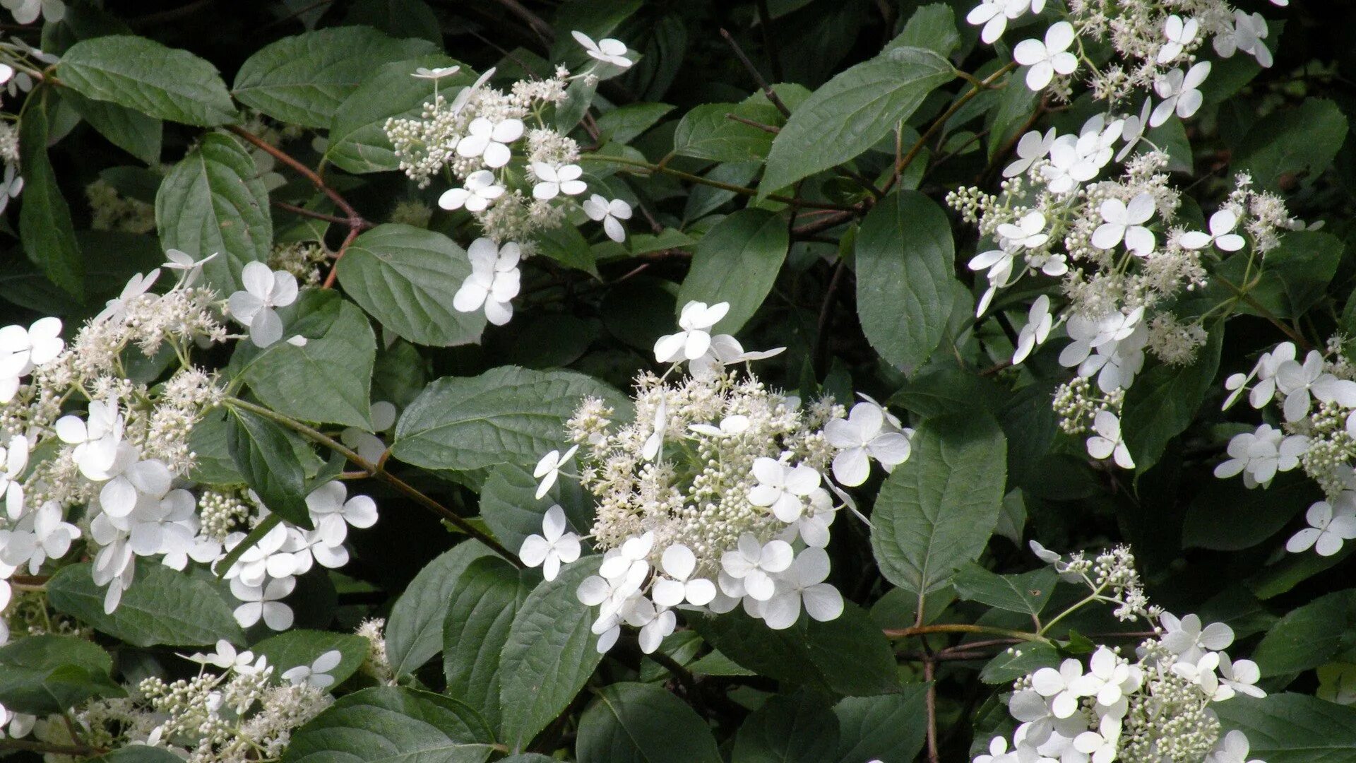 Куст с белыми цветами 4. Viburnum plicatum grandiflorum. Цветки гортензии Бретшнейдера. Viburnum Pragense.