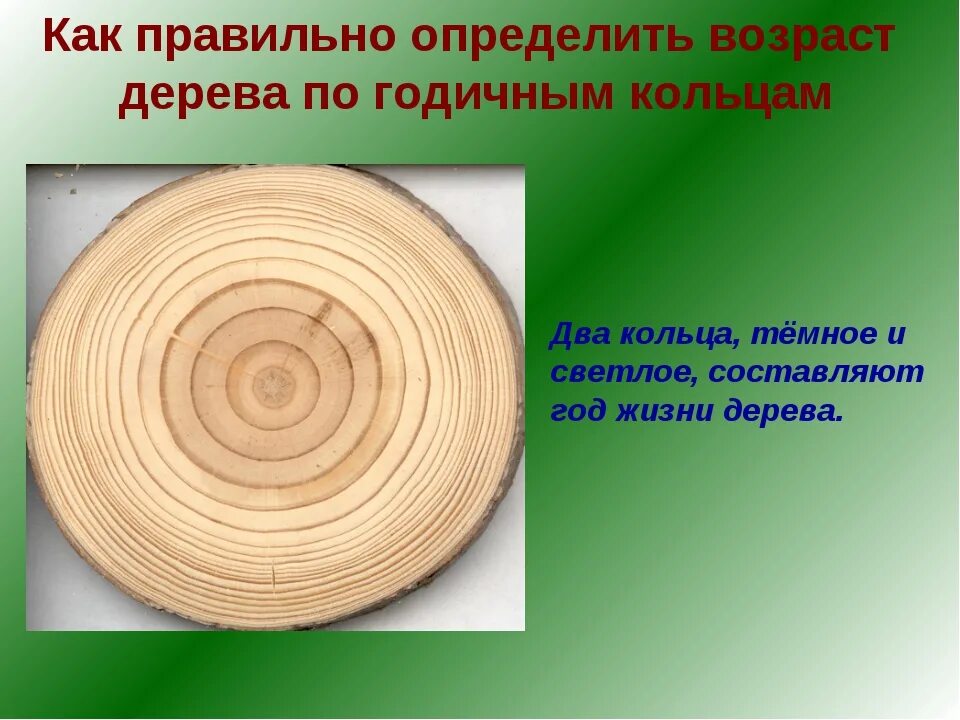 Срез кратко. Как определить Возраст дерева по спилу. Годичные кольца. Годичные кольца дерева. Возраст дерева по годичным кольцам.