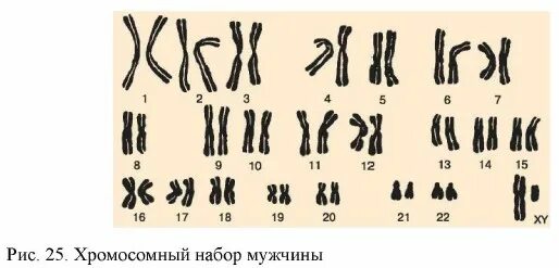Они содержат набор хромосом который. Диплоидный набор хромосом. гаплоидный набор хромосом у мужчин. гаплоидный и диплоидный набор. хромосомный набор клетки.