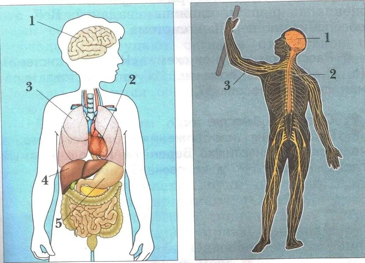 Тело человека органы 4 класс окружающий мир