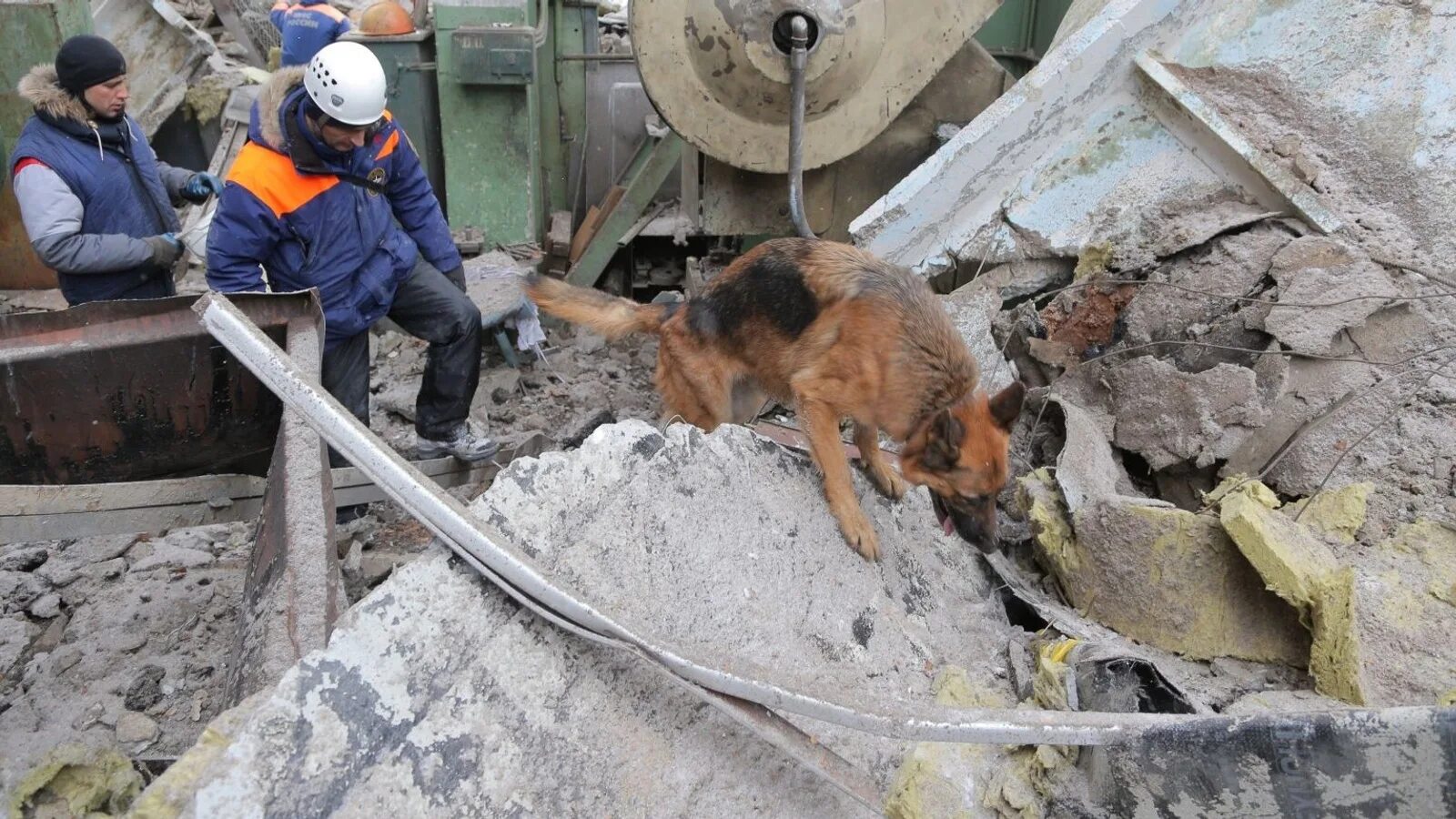 Землетрясение в хабаровске. Собака спасатель на завалах. Поисково-спасательная служба собак. Человек под завалом МЧС.