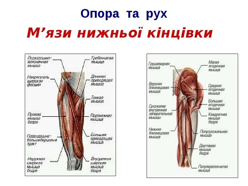 Главная опора жизни. Опора и движение. Внутренние опоры человека. Внутренние опоры человека какие бывают. Нижняя опора человека.