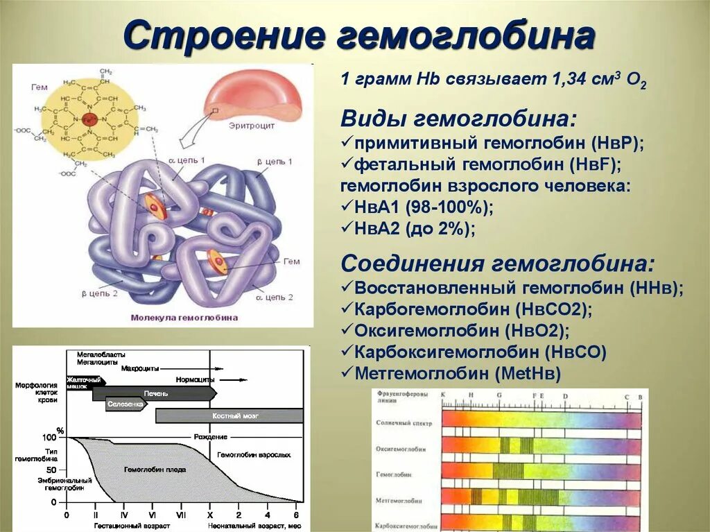 Гемоглобин какая ткань. Структура гемоглобина физиология. Строение функции и форма гемоглобина. Гемоглобин гем биохимия строение. Строение и свойства гемоглобина, его соединения.