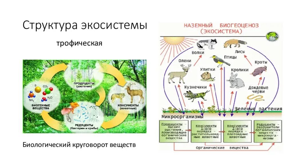 Биосфера биогеоценоз биоценоз. Трофическая структура экосистемы. Структура экосистемы биология. Биогеоценоз и Биосфера схема.