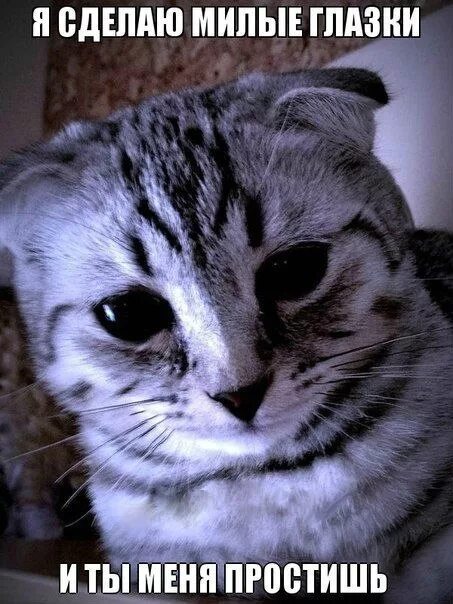 Прощайте мем с котом Из грязи и золота София Баюн читать книгу в онлайн-библиотеке