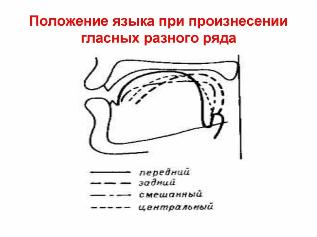 Язык во рту в спокойном состоянии. Положение языка при гласных. Позиции языка при произнесении гласных. Положение языка при произнесении гласных звуках.