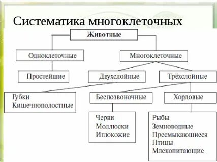 Заполните схему многообразие животных