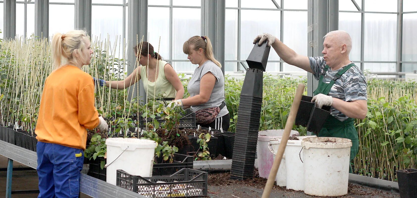 персик роял маджестик. сорт персика саммер леди. элита саженцы. элита саженцы. роза розариум ютерсен (rosarium uetersen).