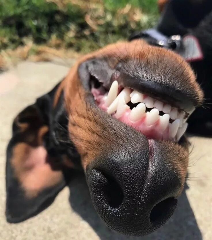 Зубы добермана. Доберман пинчер злой. Доберман зубки. Намордник gappay. Зубы добермана.