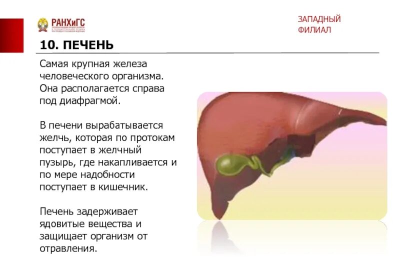 Печень расположена в полости. Печень самая крупная железа. Печень самая крупная железа человеческого. Печень вырабатывает желчь.