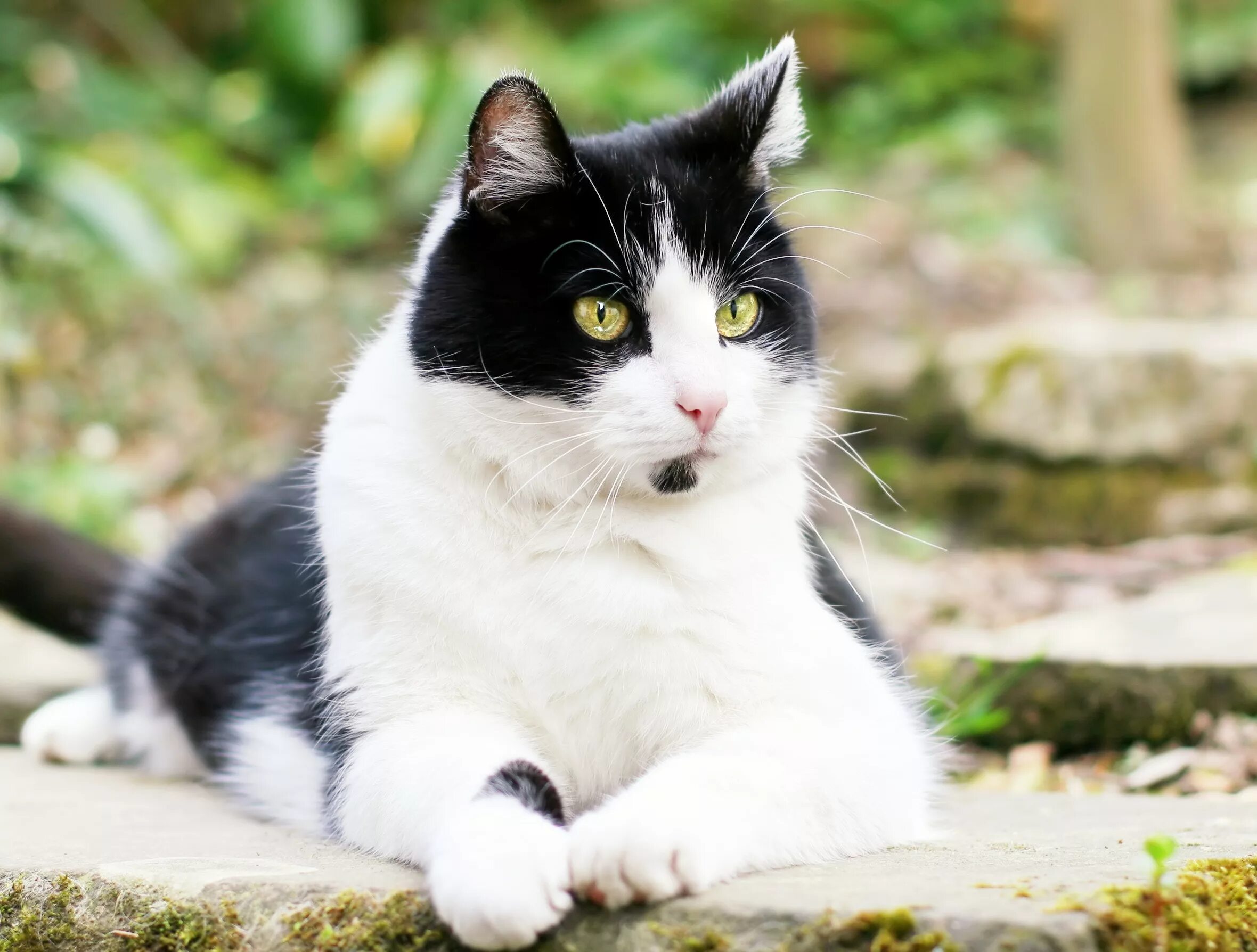 Порода черно белых кошек с фотографиями. Норвежская Лесная кошка короткошерстная. Сибирская биколор короткошерстная. Сибирская биколор короткошерстная кошка. Европейская короткошёрстная кошка черно белая кошка.