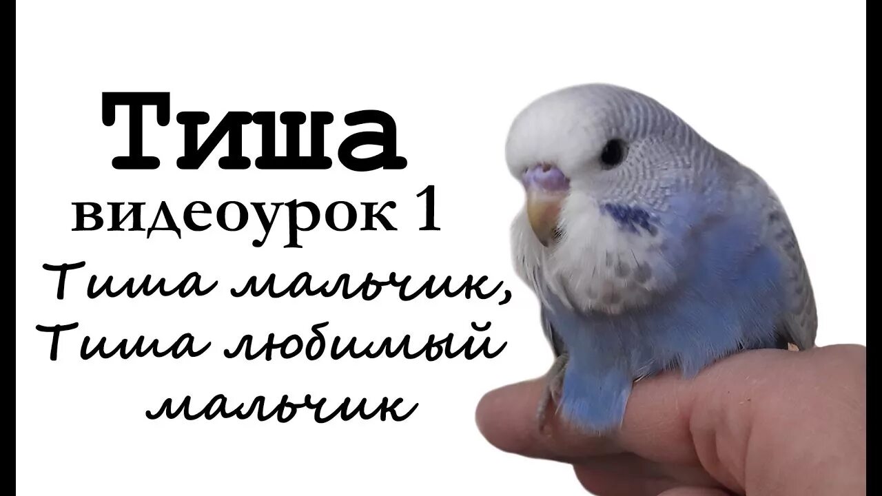 Говорящий тиши. Встреча двух одиночеств. Говорящий тиши. Говорящий тиши. Тоска (эмоция).