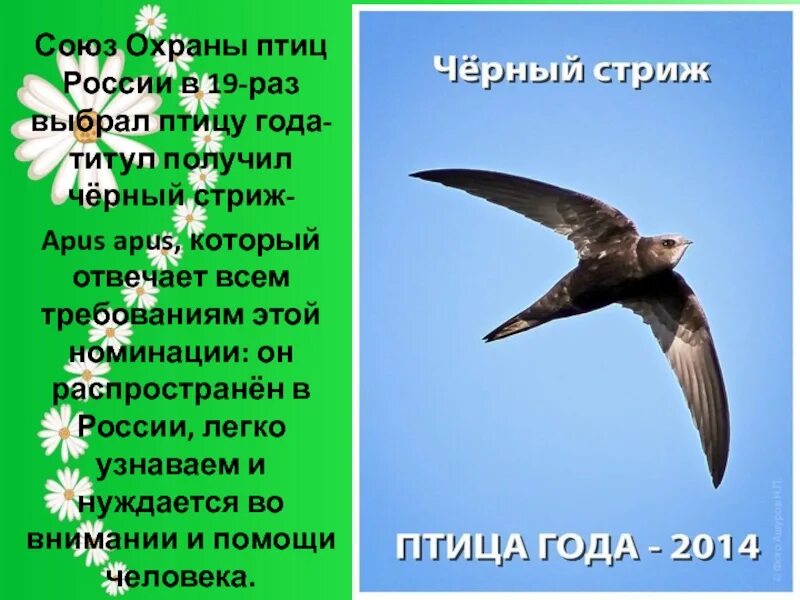 Информация о стрижах для 4. Стриж стихи для детей. Стих про стрижа. Интересные факты о Стрижах. Стрижи птицы презентация.