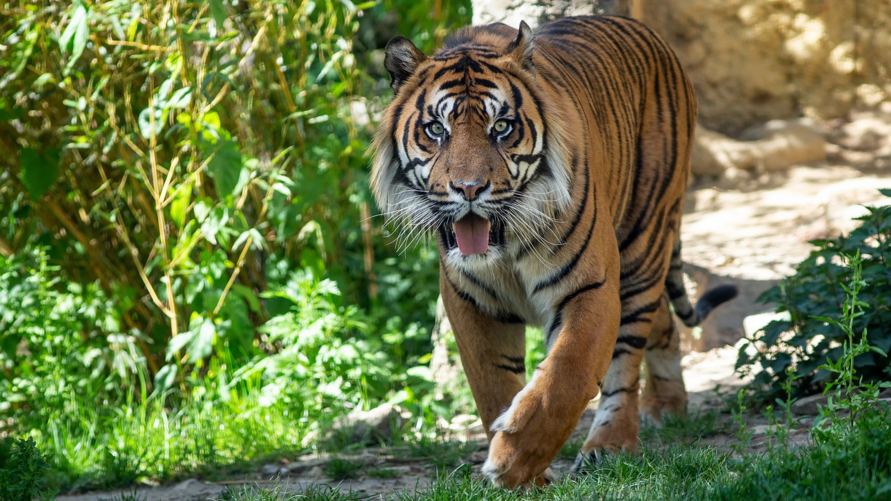 Амурский тигр. Уссурийский тигр. Фото тигра. Крадущийся тигр.