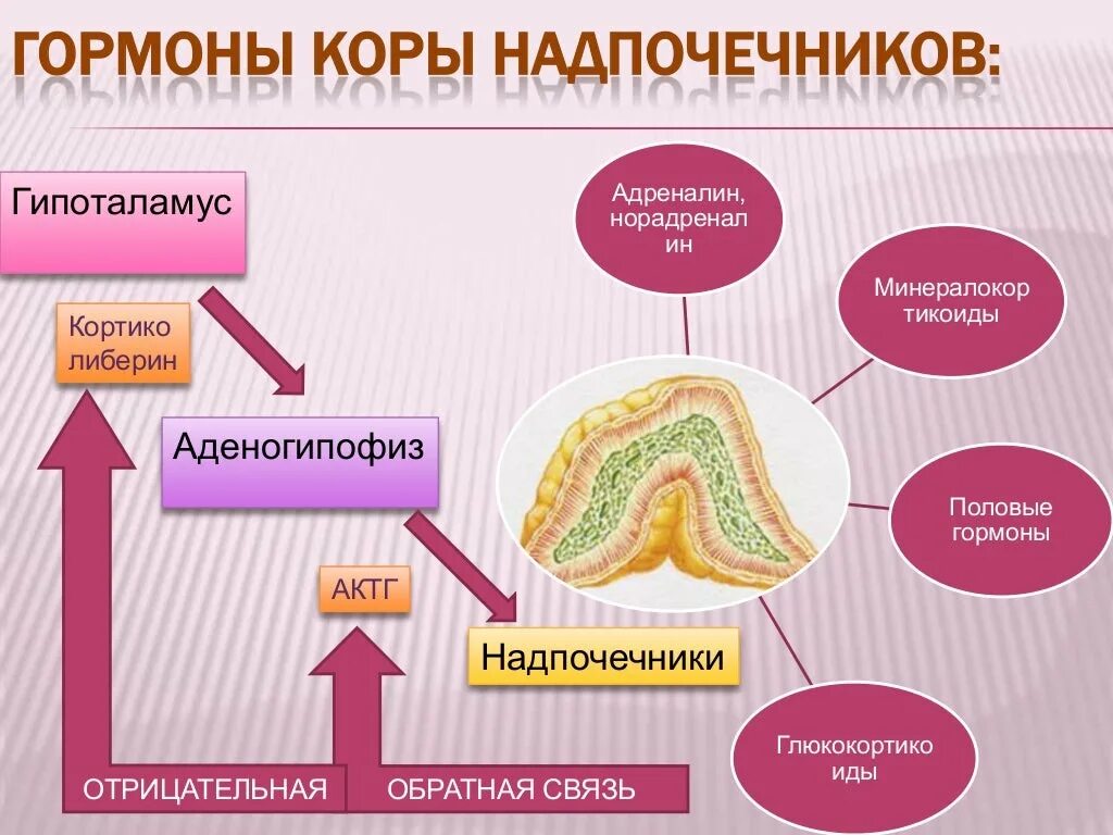 Функция коры надпочечников в организме гормоны. Схема выработки гормонов надпочечников. Гормоны клубочковой зоны коры надпочечников.