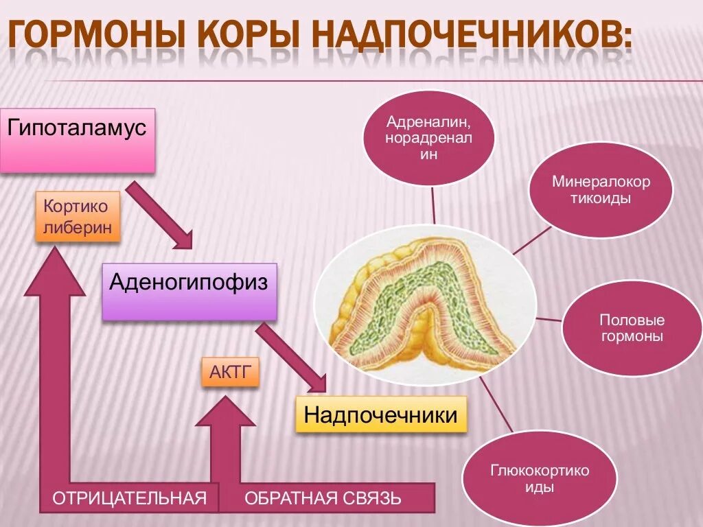 Гормоны сетчатой зоны. Функция коры надпочечников в организме гормоны. Схема выработки гормонов надпочечников. Гормоны клубочковой зоны коры надпочечников.