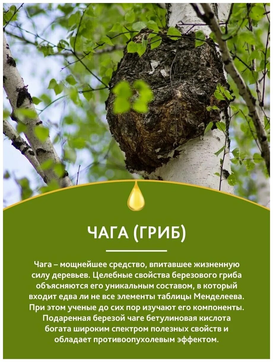 Чага березовая применение и лечение противопоказания. Чага Березовая. Чага на Березе. Настойка чага березовый гриб. Чага на дереве.