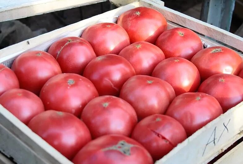 Томат ташкентский юсуповский. Юсуповский сорт помидоров. Томат юсуповский семена. Сорт томата юсуповский. Сорт томата юсуповский.