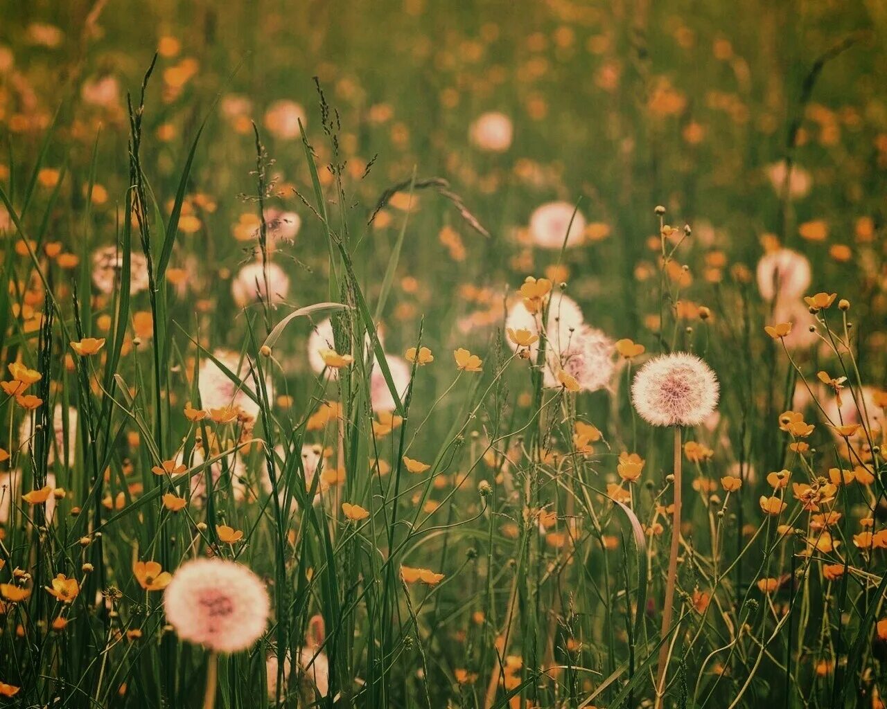 айша зеленодольский район поле одуванчиков. поле одуванчиков небо. золотой луг пришвина. поле одуванчиков. я топчу поле одуванчиков.