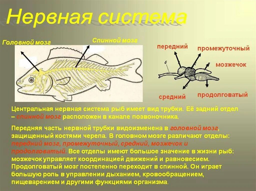 Строение нервной системы рыб. Строение и функции нервной системы у рыб. Нервная система рыб 7 класс. Нервная система костных рыб схема.