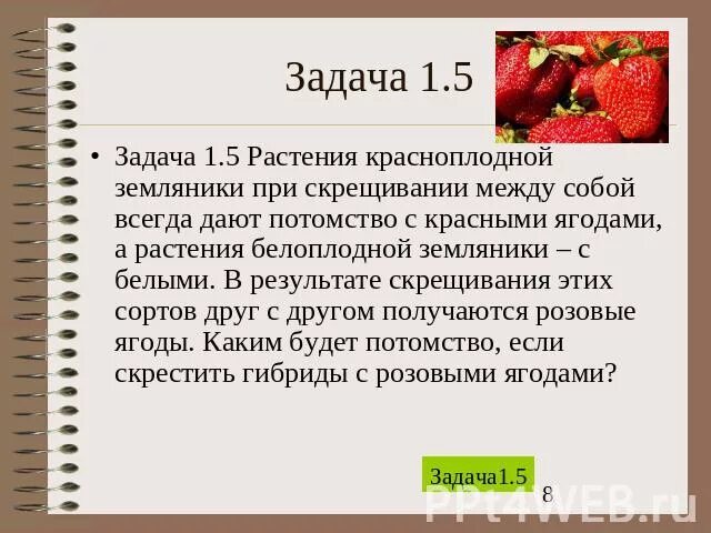 Гибридные абрикосы получены в результате опыления красноплодных. От скрещивания сортов земляники. Задача по биологии растение красноплодной земляники. Скрестили растения земляники с красными. Задача 5 при скрещивании между собой.