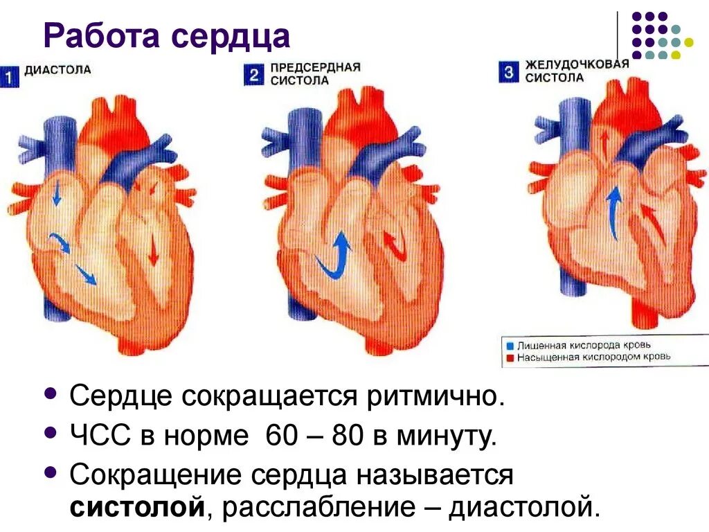 Норма форма сердца. Фазы работы сердца схема. Работа сердца систола и диастола схема. Строение сердца систола диастола. Схема сердечного цикла человека.