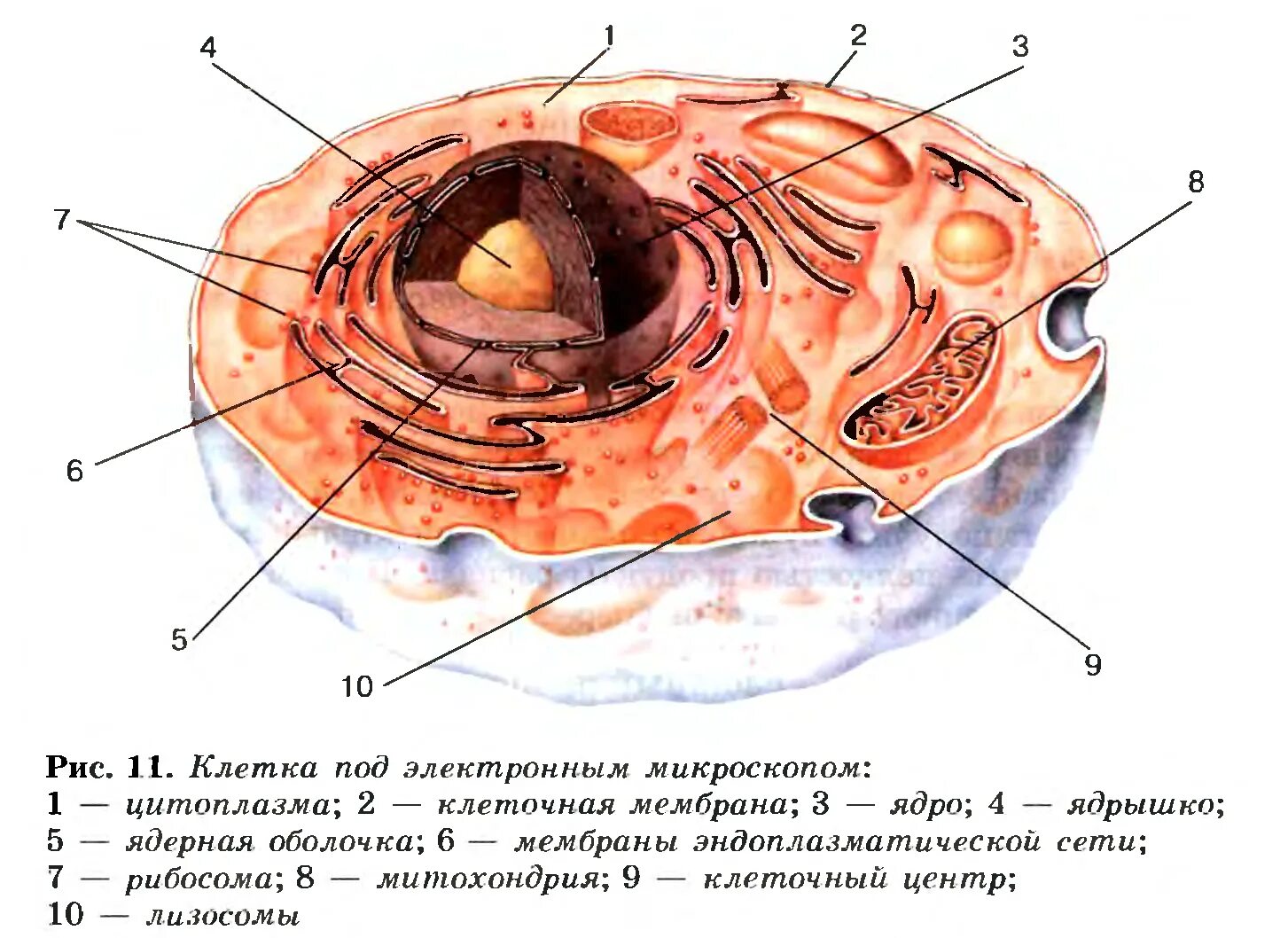 Строение 8. Человеческая клетка под микроскопом строение. Строение животной клетки 8 класс биология. Рисунок 12 клетка под электронным микроскопом. Строение клетки под электронным микроскопом рисунок.