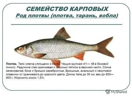 Чем отличается плотва
