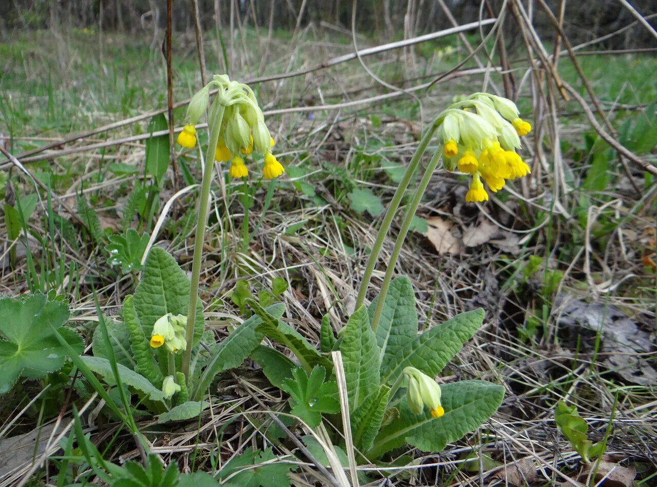 Первоцвет весенний (Primula veris). Первоцвет весенний примула баранчики. Первоцвет весенний (Primula veris l.). Первоцвет лекарственный - Primula veris l.