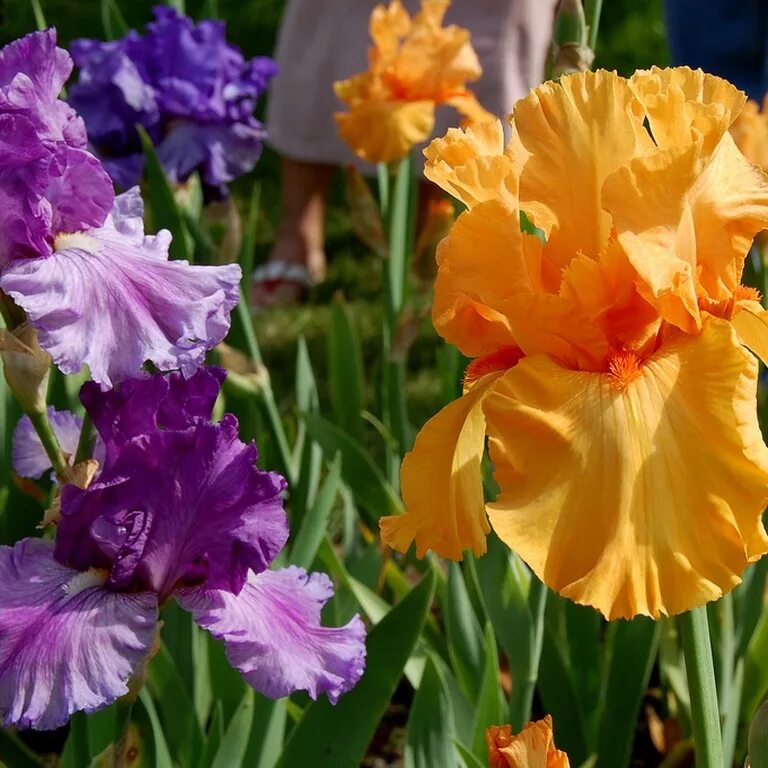 ирис 124 darcy's choice. зимостойкость ирисов. ирис бородатый гарибальди. ирис сибирский типпед ин блю. Iris sibirica `currier`.