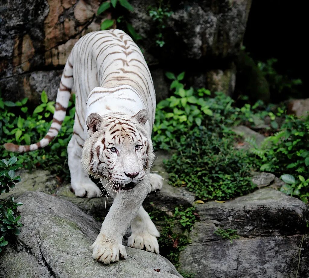 Какой тигр белый. Бенгальский тигр альбинос. Тигр и белый тигр. Тигр альбинос в Московском зоопарке. Золотой тигр альбинос.