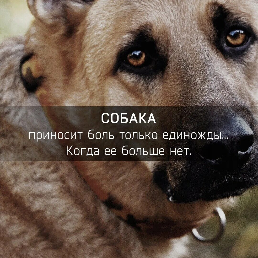 Собака друг фразы. Собака друг фразы. Выражение о собаке. Цитаты про собак. Высказывания о собаках.