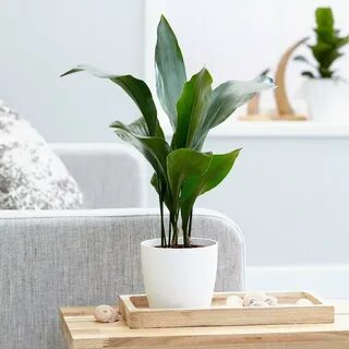 Самые неприхотливые комнатные растения