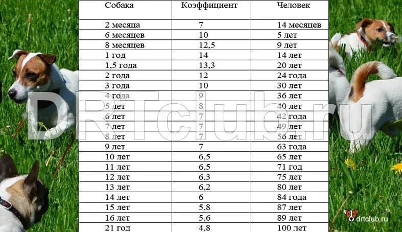 Возраст Джек Рассела по человеческим меркам. Возраст собаки по человеческим меркам таблица Джек Рассел терьер. Собачьи года на человеческие. Собачий год по человеческим меркам.