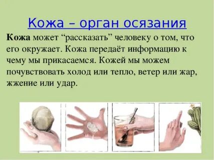Кожа орган осязания поэтому нужно заботиться о
