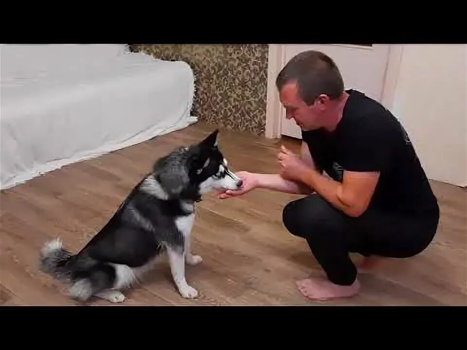 Как научить хаску