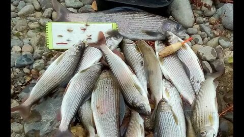 Хариус поздней осенью