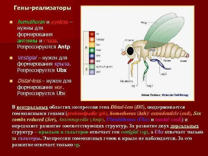 Гомеозисные гены их роль в эволюции. Гомеозисные гены у растений. Гомеозисные гены дрозофилы. За что отвечают гены список. Аллельные гены отвечают за проявление.