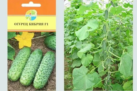 Огурец анзор