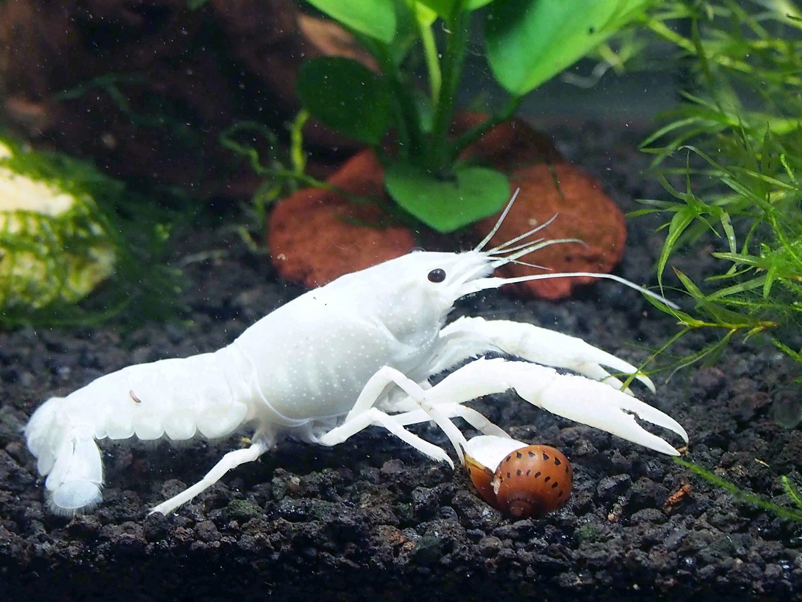 Раки в аквариуме содержание. Procambarus clarkii. Аквариумные рачки. Рачки в аквариуме. Аквариумные белые.