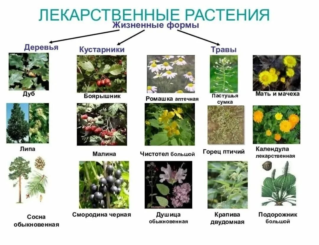 Травянистое растение 3 буквы. Лекарственные растения. Список лекарственных трав. Лекарственные растения таблица. Лечебные растения.