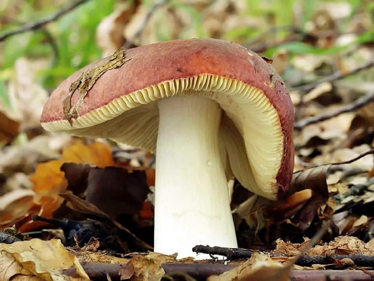 Сыроежка трубчатый или. Сыроежка гриб. Russula alutacea. Базидиомицеты грибы. Russula subnigricans.