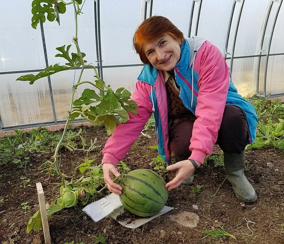 Когда в подмосковье сеять арбуз и дыню. Арбуз в огороде. Тепличные арбузы. Арбуз растет. Арбузики в теплице.